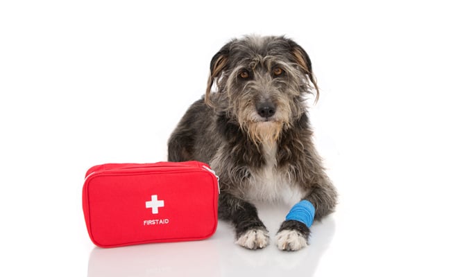 trousse secours chien 061508 650 400