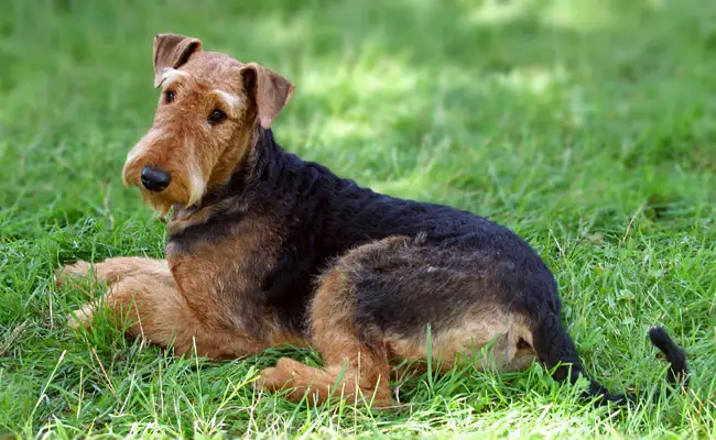 welsh terrier 090748 650 400