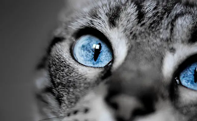 yeux bleu chat 063502 650 400