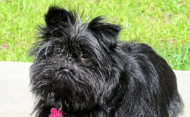 affenpinscher 131010 650 400