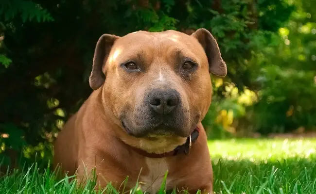 amstaff 1 113147 650 400