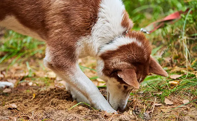 apprendre chien refus appat 061423 650 400