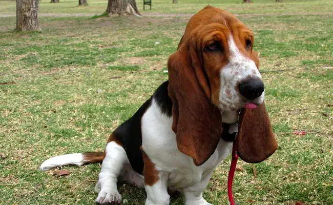 basset hound 1 132032 650 400