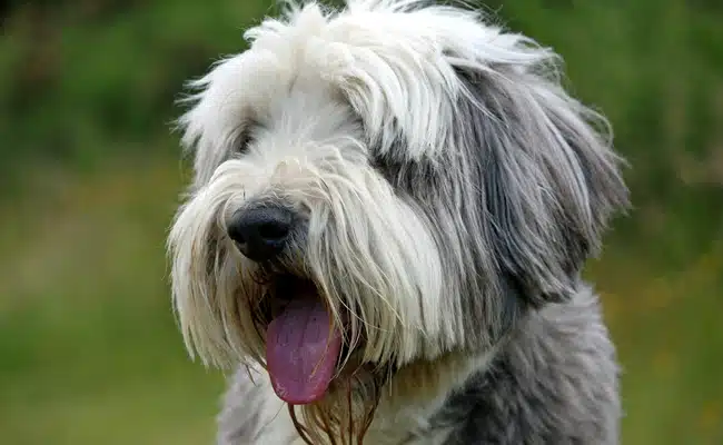 bearded collie 1 062624 650 400