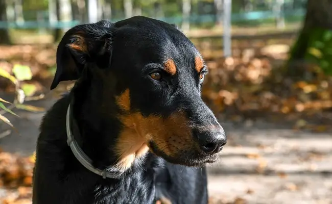 beauceron 1 132531 650 400