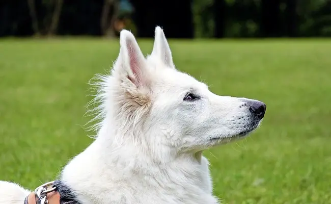 berger blanc suisse 1 105236 650 400