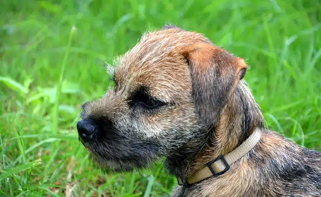 border terrier 1 075017 650 400