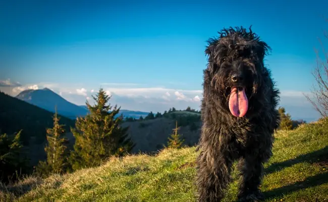 bouvier des flandres 1 082955 650 400