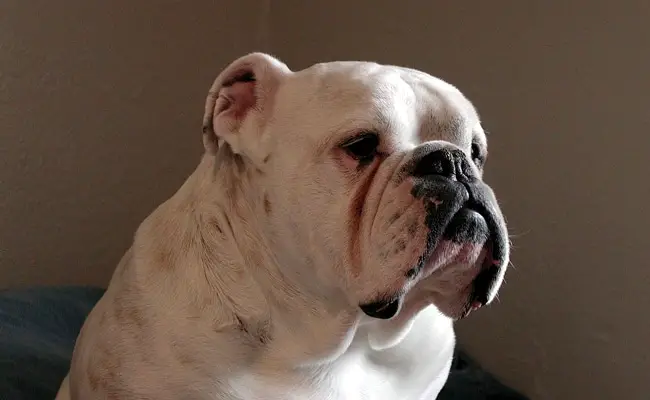 bulldog anglais 1 113611 650 400