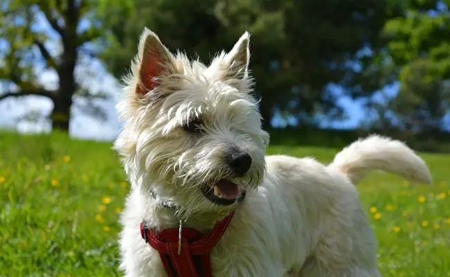 cairn terrier 1 131822 650 400