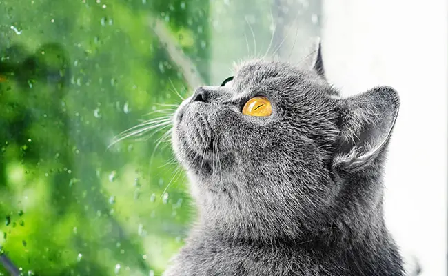 chat pluie 064950 650 400