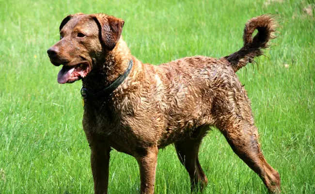 chesapeake bay retriever 100413 650 400