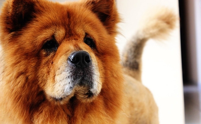 chow chow 1 135622 650 400