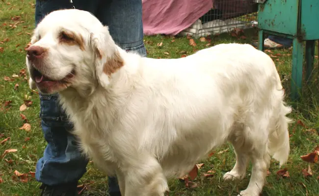 clumber spaniel 112820 650 400