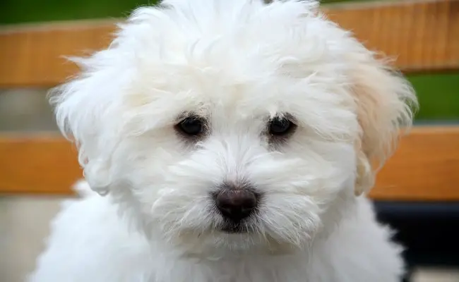 coton de tulear 1 131554 650 400