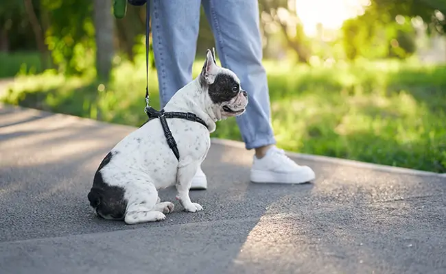 couleur bouledogue francais 165606 650 400