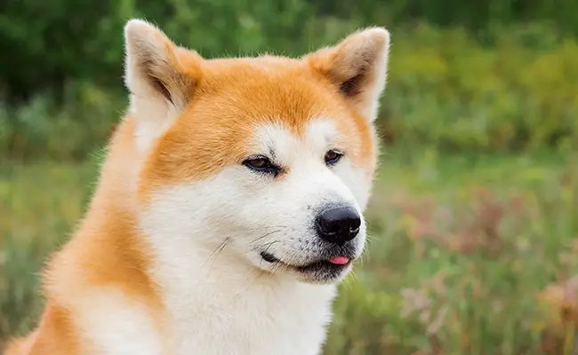 differences akita inu shiba 065710 650 400