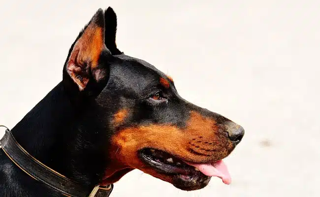 doberman 1 133829 650 400