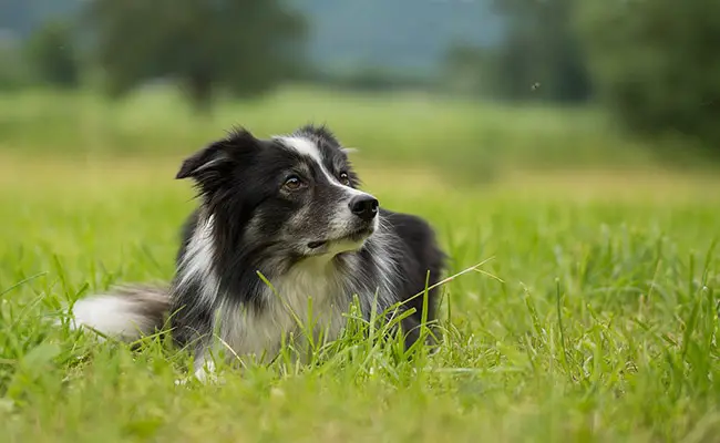 eduquer border collie 061209 650 400