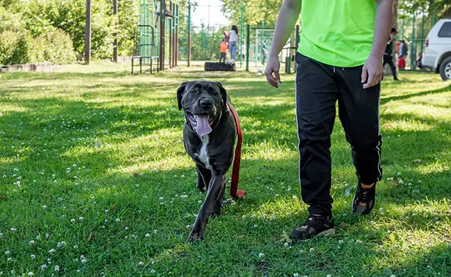 eduquer cane corso 071526 650 400