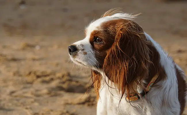 eduquer cavalier king charles 063258 650 400