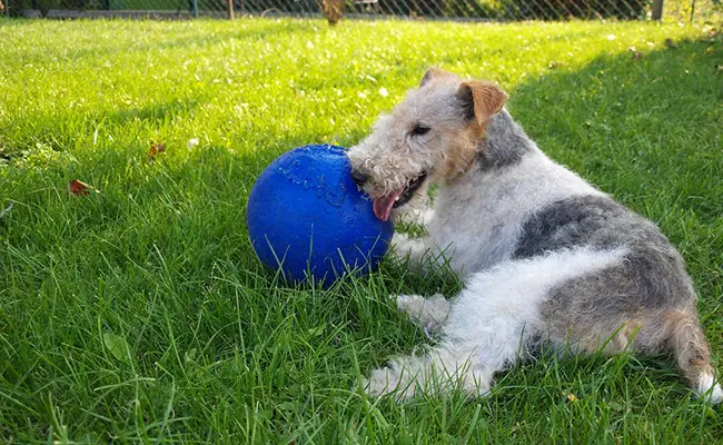 eduquer fox terrier 061120 650 400