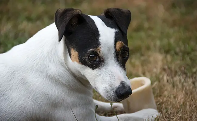 eduquer jack russel 083949 650 400