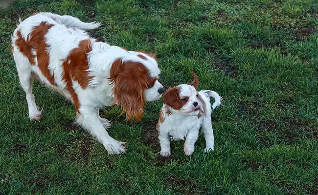 elevage cavalier king charles 065521 650 400