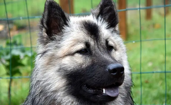 eurasier 1 112138 650 400