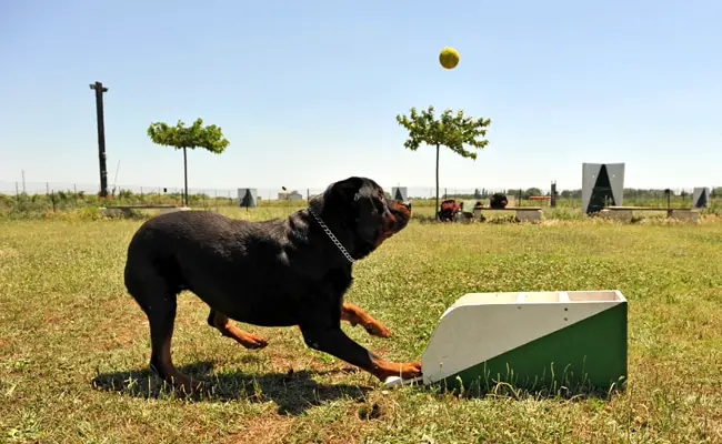 flyball 064552 650 400