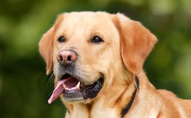 labrador 1 100257 650 400