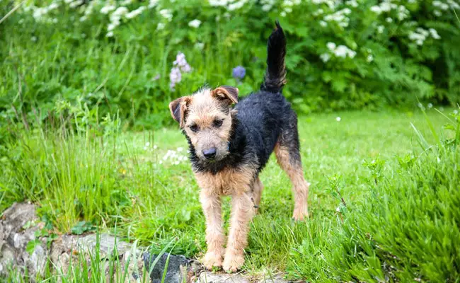 lakeland terrier 103403 650 400