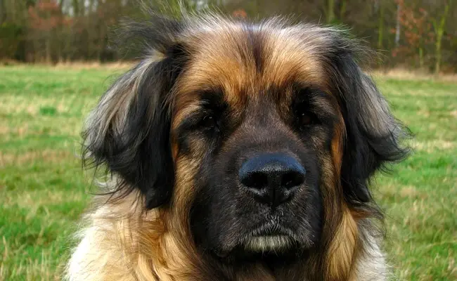 leonberg 1 114607 650 400