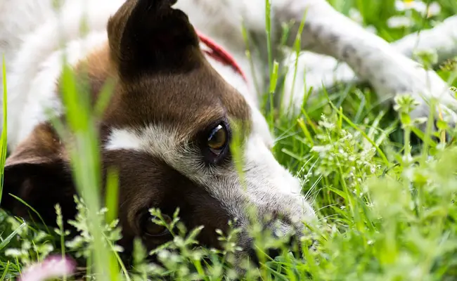 maladie respiratoire chien 061645 650 400