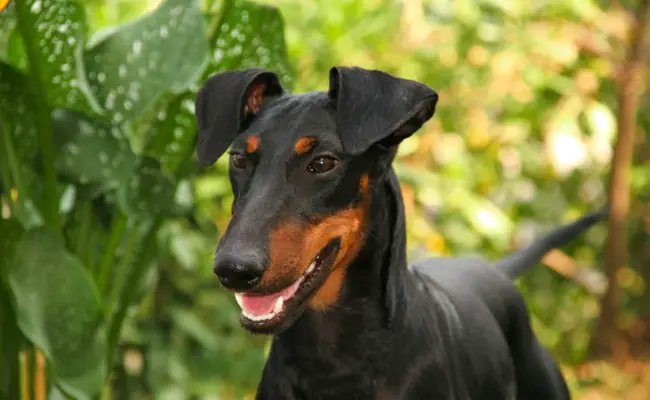 manchester terrier 112159 650 400