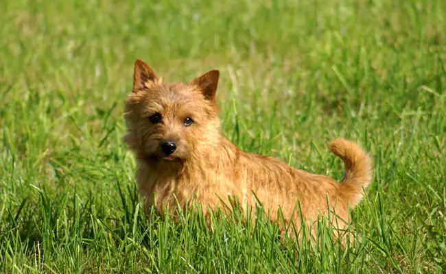 norwich terrier 104742 650 400