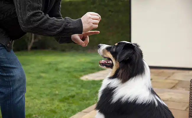 quelle influence homme sur chien 062421 650 400