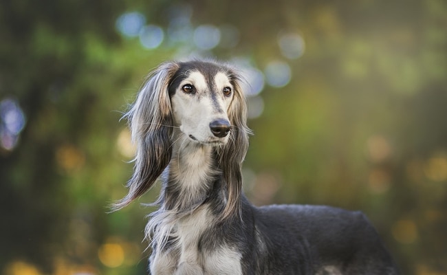 saluki 1 072409 650 400