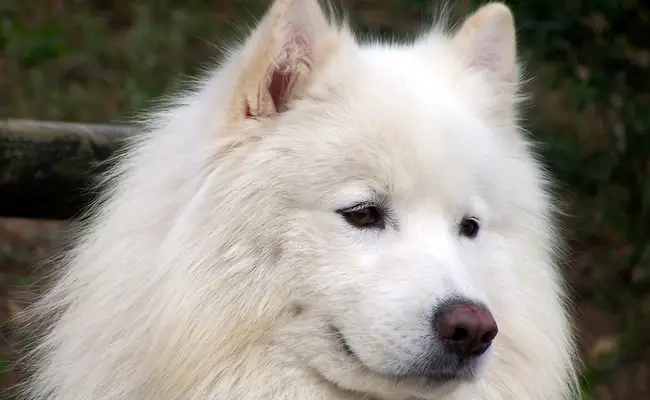 samoyede 1 105609 650 400