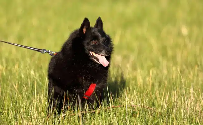 schipperke 1 070343 650 400