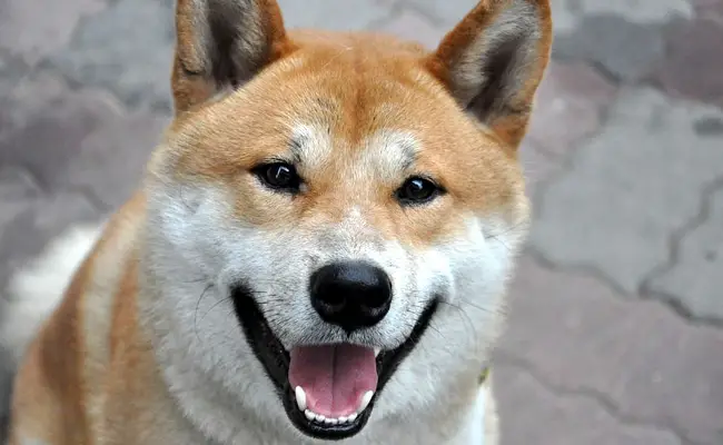 shiba inu 1 123748 650 400