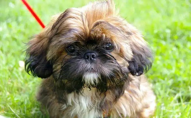 shih tzu 1 114055 650 400