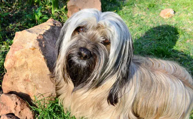 skye terrier 095338 650 400