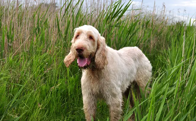 spinone italiano 100128 650 400