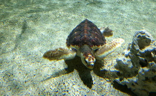 Onechte karetschildpad: zeeschildpad die in alle oceanen voorkomt