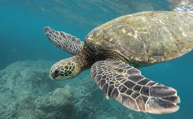 Waarom eten zeeschildpadden plastic?  Welke gevolgen?