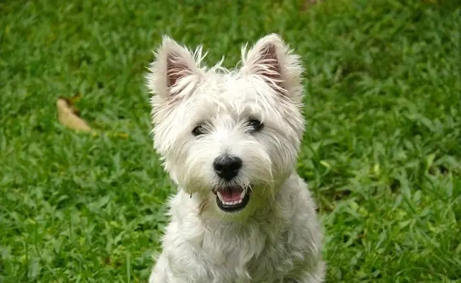 westie 1 075126 650 400