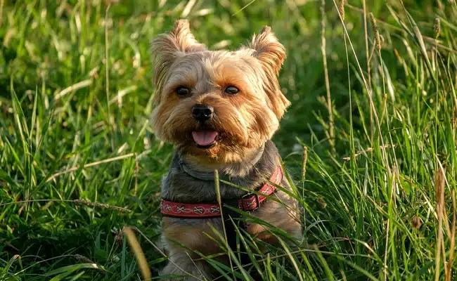 yorkshire terrier 131306 650 400