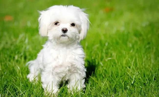 bichon maltais 105017 650 400