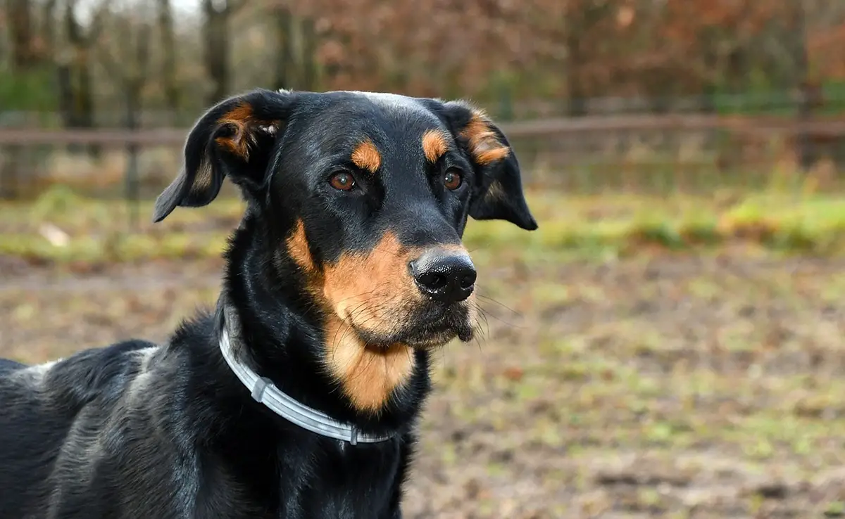 Een Beauceron Opvoeden 10 Tips En Goede Opvoedingspraktijken